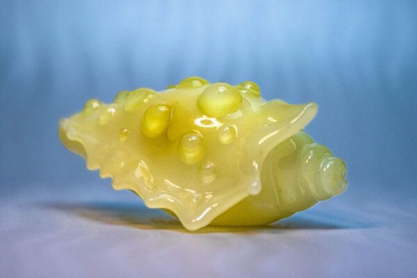 Conch Pipe